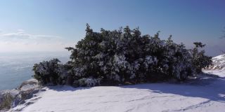 雪和冰下的杜松树枝和球果，在阴天下雪天。雪后霜冻的冬天。大自然永无止境的美丽。雪下的杜松子