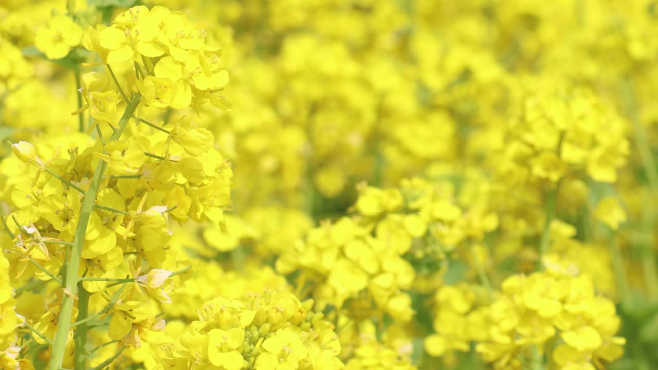 油菜花开，三月花开