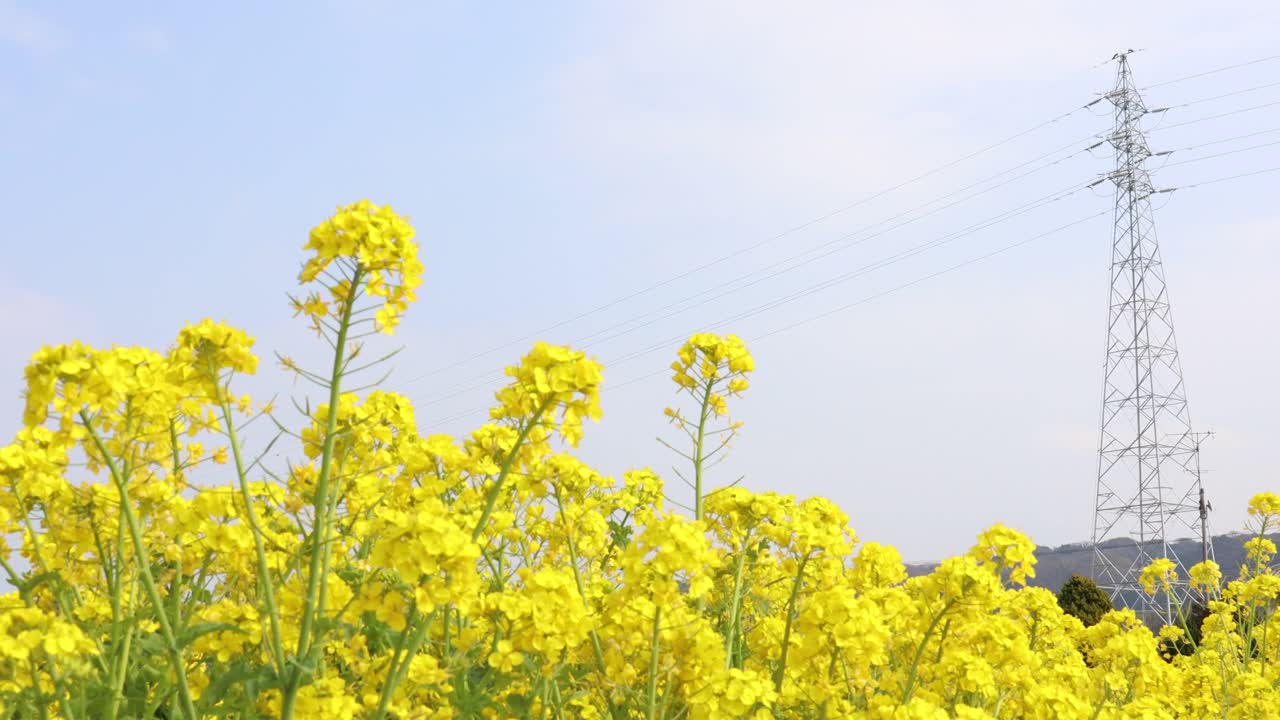 油菜花开，三月花开