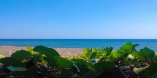 自然美乡村海滩海岸与野生蔓生藤Ipomoea pes caprae或Bayhops在一个阳光明媚的日子在村庄
