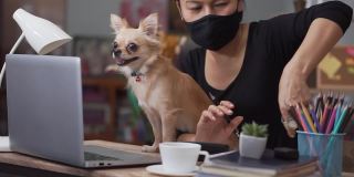 在家庭办公室通过笔记本电脑在线工作的女商人。亚洲年轻企业家戴着口罩，敲着笔记本电脑，在会议中与团队合作交谈，与狗玩耍。