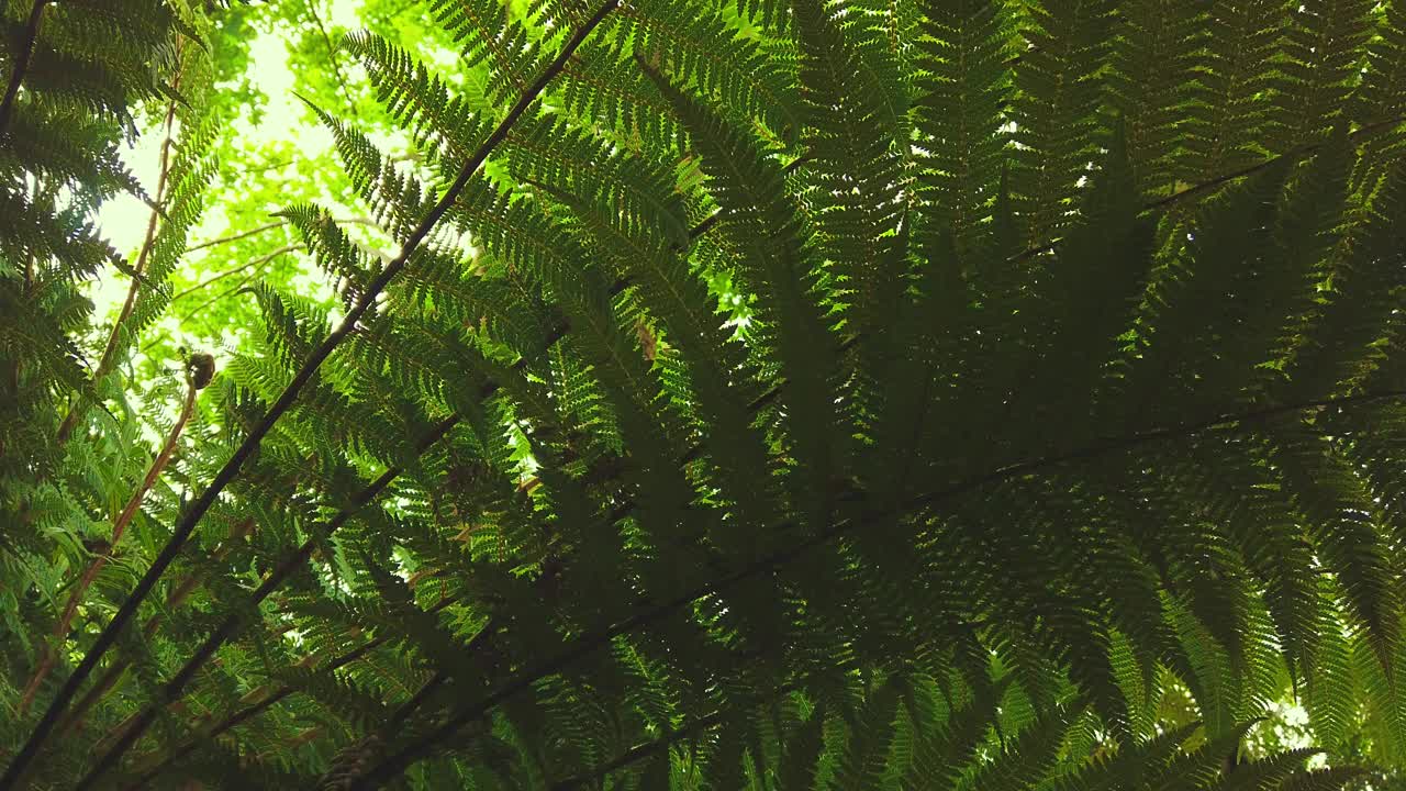 绿色蕨类植物森林中创造性的热带绿叶。自然春天的概念。