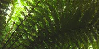 绿色蕨类植物森林中创造性的热带绿叶。自然春天的概念。