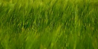 绿色的小穗随风摆动。绿色农业植物背景。新鲜的小穗在风中摇曳。特写镜头。