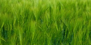 绿色的小穗的背景。夏季在田间生长的农业植物。风吹动有机植物。新鲜的小穗摇曳。特写镜头。