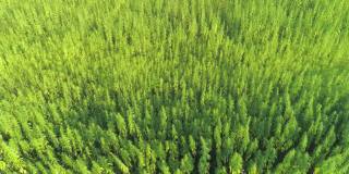 天线:正在萌芽的大麻植物在吹过农场的夏风中摇摆。