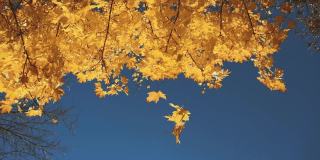 下降。秋天，枫叶从树冠上缓缓落下。夏季结束的概念。美丽的大自然。低角度拍摄，从底部到天空的视角