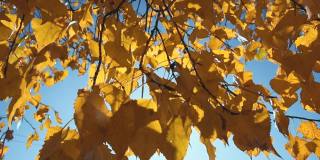 近距离拍摄的橙色树叶在秋天。下降。太阳射线。夏季结束的概念。美丽的大自然。从底部到天空的低角度视图