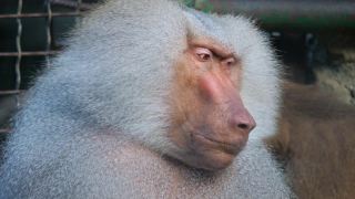 动物园笼子里的古怪害羞的hamadryas狒狒。视频素材模板下载