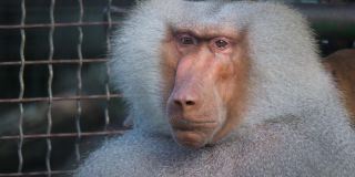 动物园笼子里的古怪害羞的hamadryas狒狒。