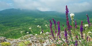 野生药用植物生长在云雾缭绕的山峦上。