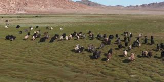牦牛(牛)蒙古草原上的一群牦牛