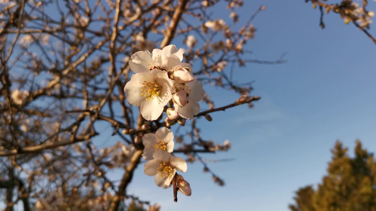 春天杏仁在花园里开花。