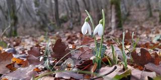 白色雪花莲(雪花莲)在春天生长在森林里