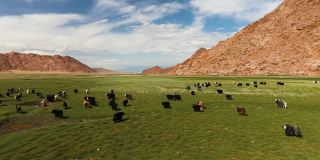 牦牛-牛。蒙古草原上的一群牦牛
