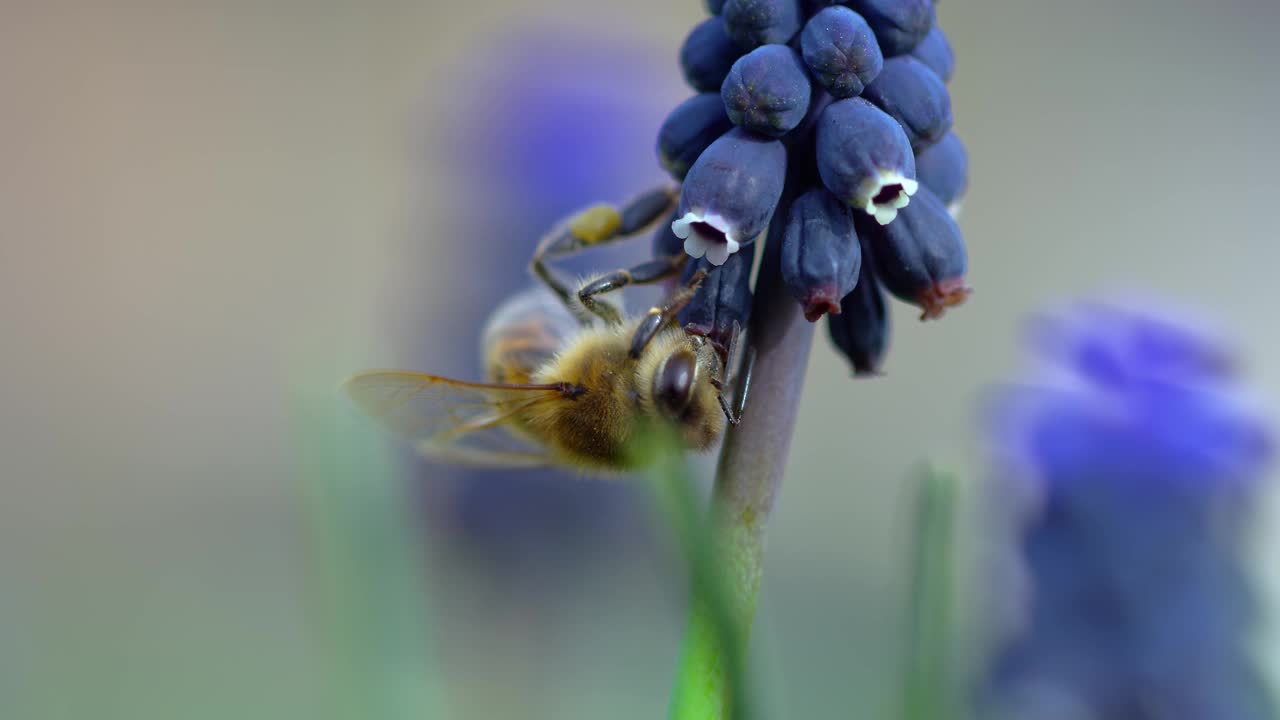 蜜蜂