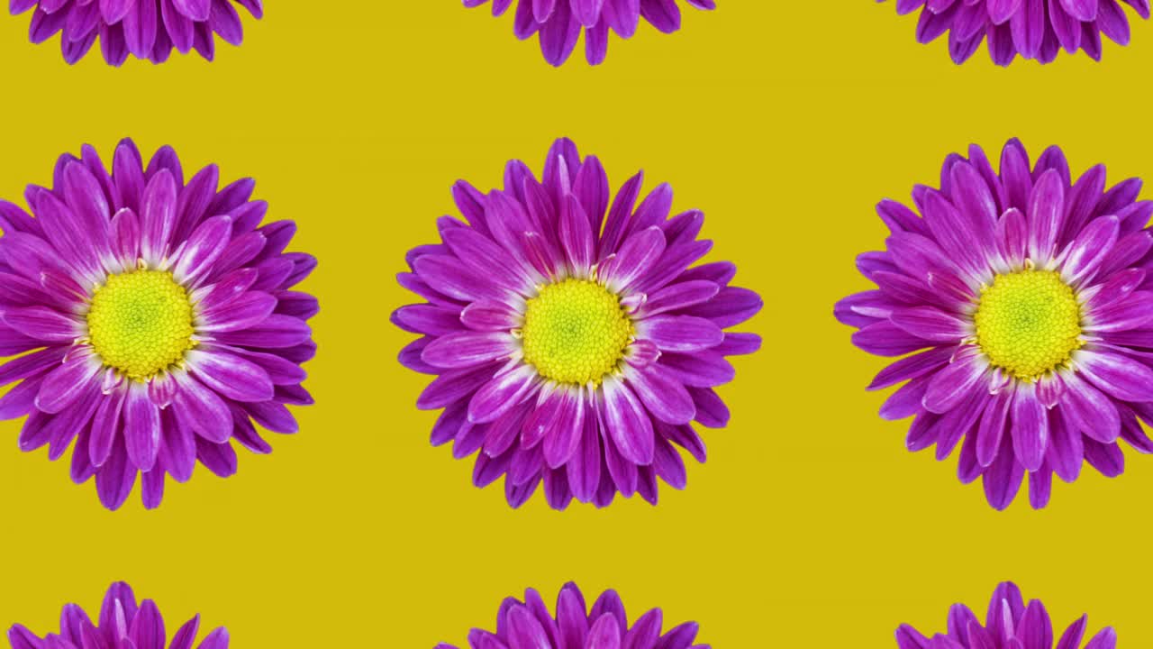 紫罗兰菊动画图案上的黄色背景。简单的花卉无缝循环概念动画