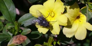 大黑家蝇在黄花上的慢镜头