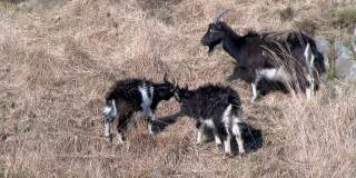 在一个明媚的春日，三只野生的加洛韦山羊