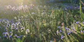 美丽的春天田野里的小蓝花在阳光下