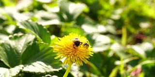 两只野蜜蜂为黄色的蒲公英花授粉。特写镜头