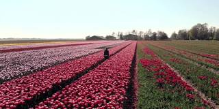 荷兰阿姆斯特丹地区，一架4k无人机飞过一名长发少女在郁金香花上行走。在荷兰旅行和春天的概念与郁金香田的神奇荷兰景观。