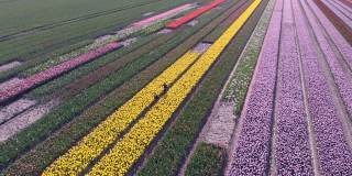 荷兰阿姆斯特丹地区，一架4k无人机飞过一名长发少女在郁金香花上行走。在荷兰旅行和春天的概念与郁金香田的神奇荷兰景观。