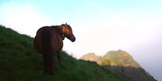 在巴斯克地区的阿亚山(Monte Peñas de Aya或Aiako Harria)多云的山顶，日出时的一匹马。巴斯克地区