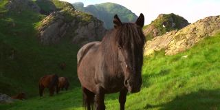 在巴斯克地区的Peñas de Aya或Aiako Harria山上的一匹黑马。巴斯克地区