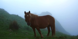 黎明时分，在欧亚村厄斯克拉的亚亚山(Monte Peñas de Aya，又称Aiako Harria)多云的山顶上，一匹正在吃草的马。巴斯克地区