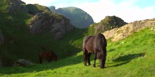 一天早上，在Oiartzun巴斯克的Peñas de Aya山或Aiako Harria山上，一匹黑马正在吃草。巴斯克地区