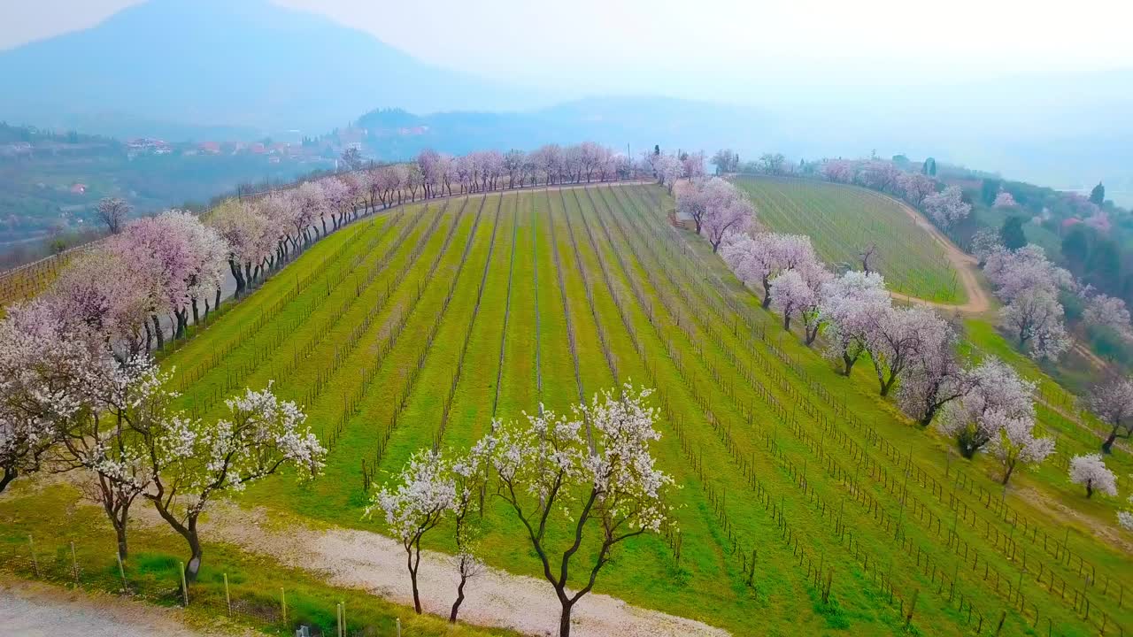 粉红色的桃树盛开在广阔的意大利葡萄园