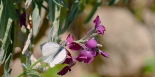 洁白的蝴蝶飞过春天的紫罗兰花，大自然的昆虫动物野生