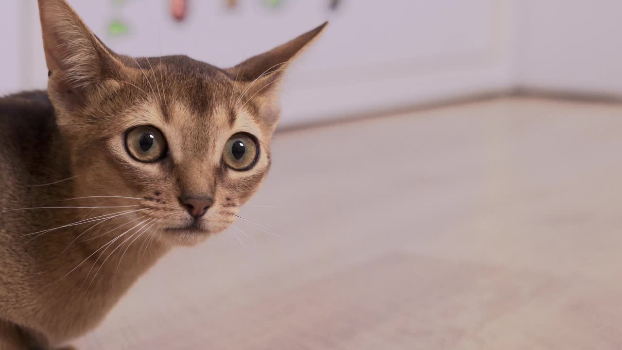 小阿比西尼亚猫在室内玩耍的特写
