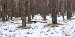 在春雪皑皑的森林里，在成排的松树树干之间向前推射