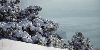 雪和冰下的杜松树枝和球果，在阴天下雪天。雪后霜冻的冬天。大自然永无止境的美丽。雪下的杜松子