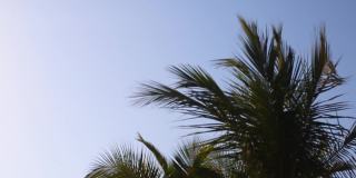 在一个有风的日子里，蓝天背景上的一棵棕榈树。