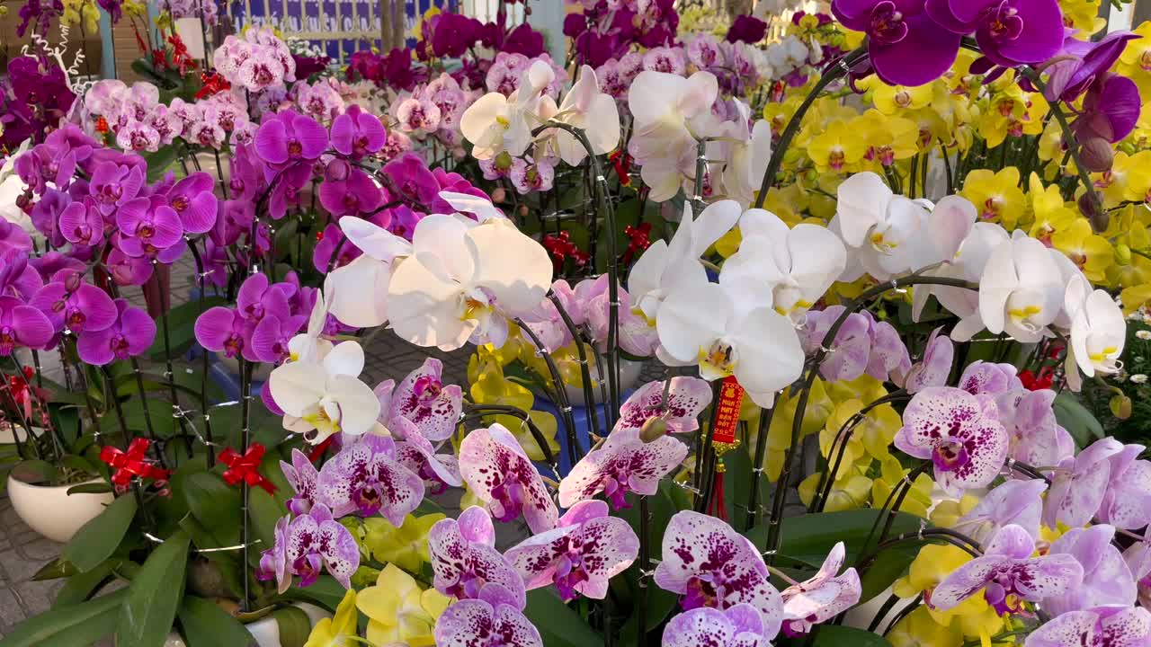 花盆里有很多盛开的兰花。购买鲜花是亚洲人庆祝春节或农历新年的传统。春节的概念。