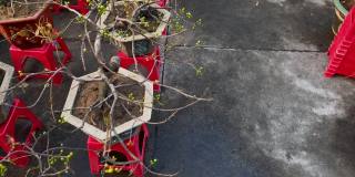 杏树盆景在一个花盆在市场上出售。购买开花树木是亚洲人庆祝春节或农历新年的传统。春节的概念