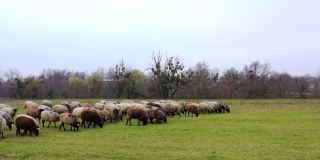 牧场上的一群家畜。早春时节，一群羊在田野上吃着青草。