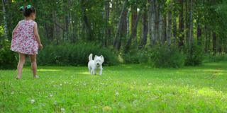 一个小女孩在公园的草坪上和一只有趣的西部高地白梗犬玩耍。