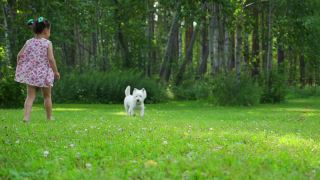 一个小女孩在公园的草坪上和一只有趣的西部高地白梗犬玩耍。视频素材模板下载