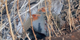 一群鸟-灰鹧鸪(Perdix Perdix)休息在一块解冻的干草地上。