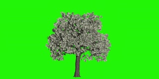 美元树时间流逝成长，商业概念，绿屏Chromakey