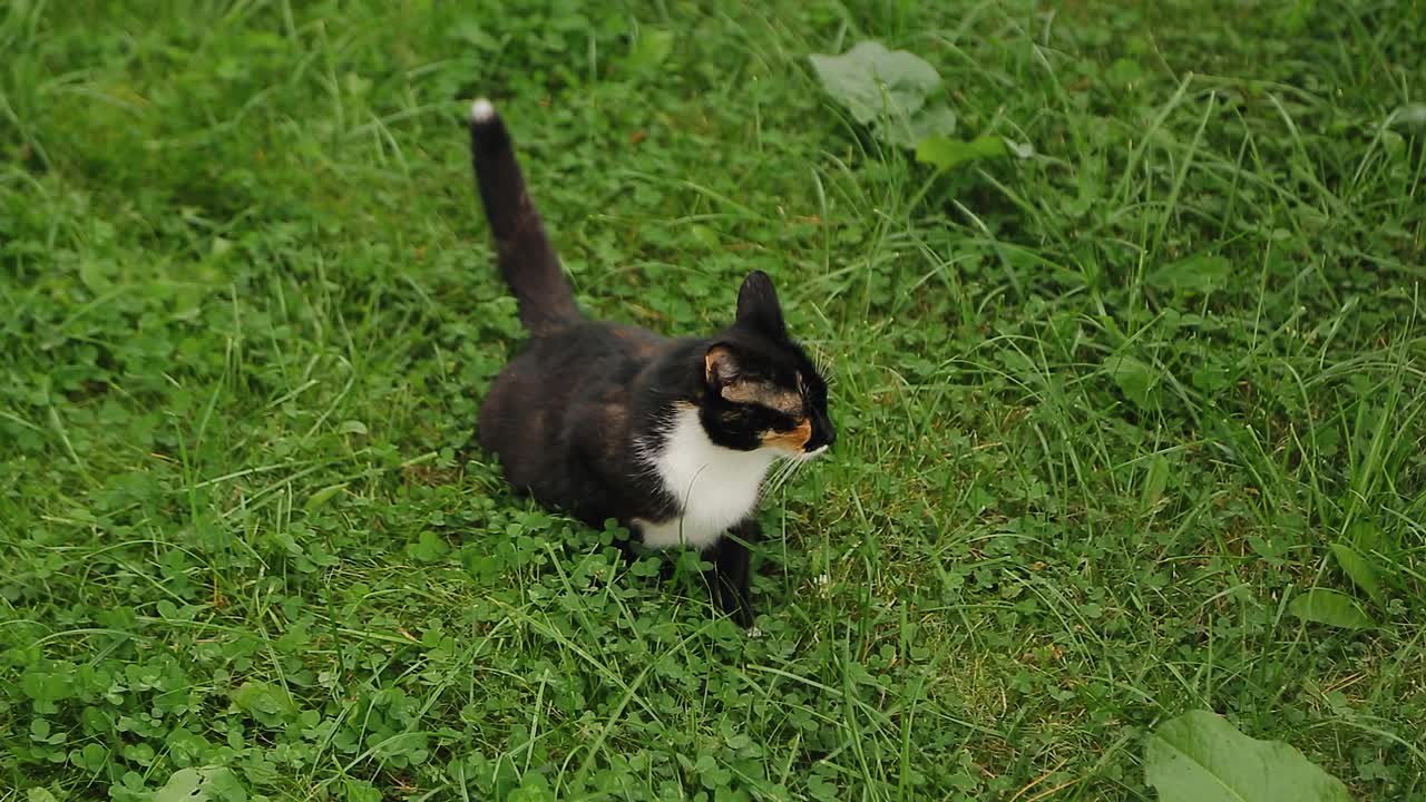 一只有斑点的猫坐在公园的草地上。凉爽的动物美丽的自然周围