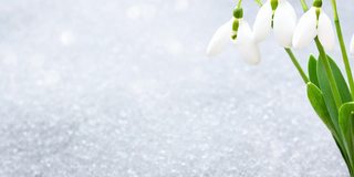 雪花莲在早春从雪下辟出一处题字。早春的森林里，脆弱的雪花莲