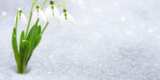 雪花莲在早春从雪下辟出一处题字。早春的森林里，脆弱的雪花莲