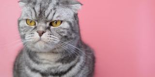 灰色苏格兰折猫与一个不愉快的口吻特写在一个粉红色的背景。
