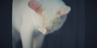 白猫看着相机