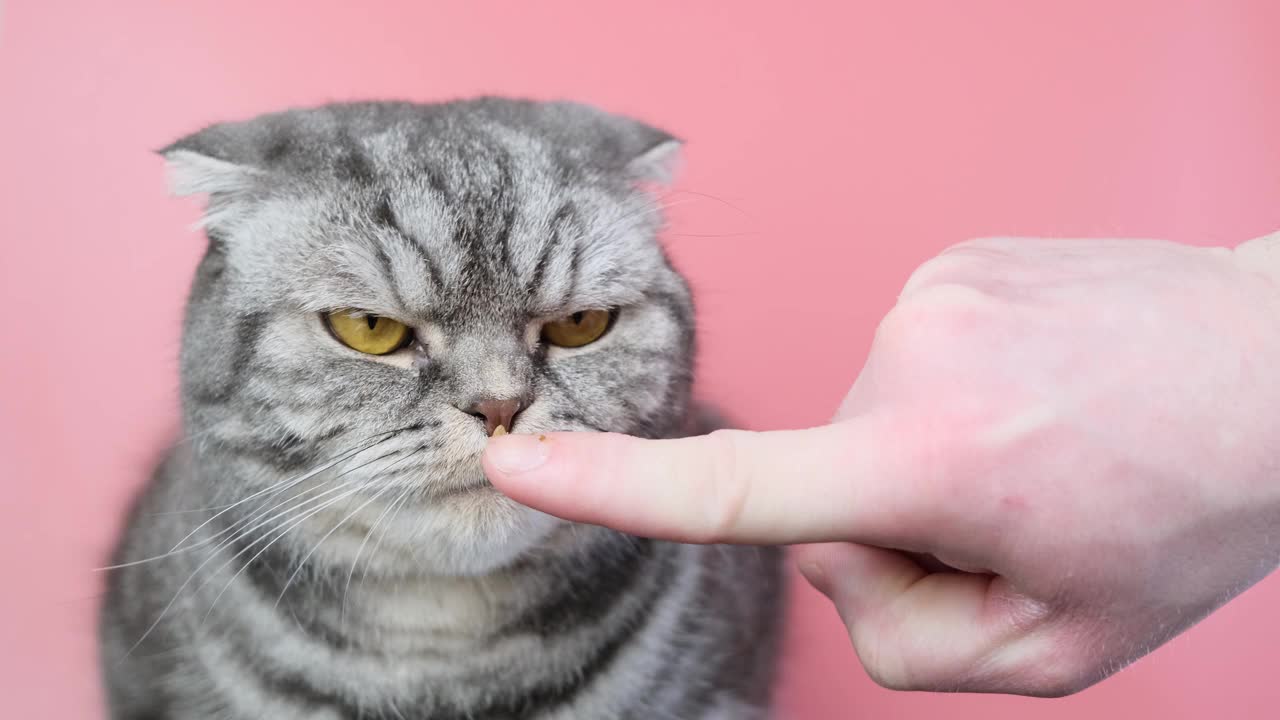 灰色苏格兰折猫与一个不愉快的口吻特写在一个粉红色的背景。